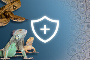 Neue Infoseite: Alles über Parasiten & Co.!