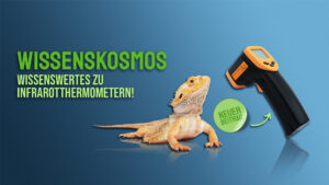 Bartagame auf blauem Hintergrund, daneben ein Infrarotthermometer