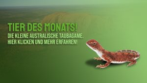 Tier des Monats Januar – Die zentralaustralische Taubagame (Tympanocryptis centralis)