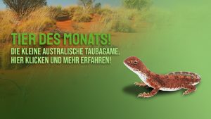 Tier des Monats Januar – Die zentralaustralische Taubagame (Tympanocryptis centralis)
