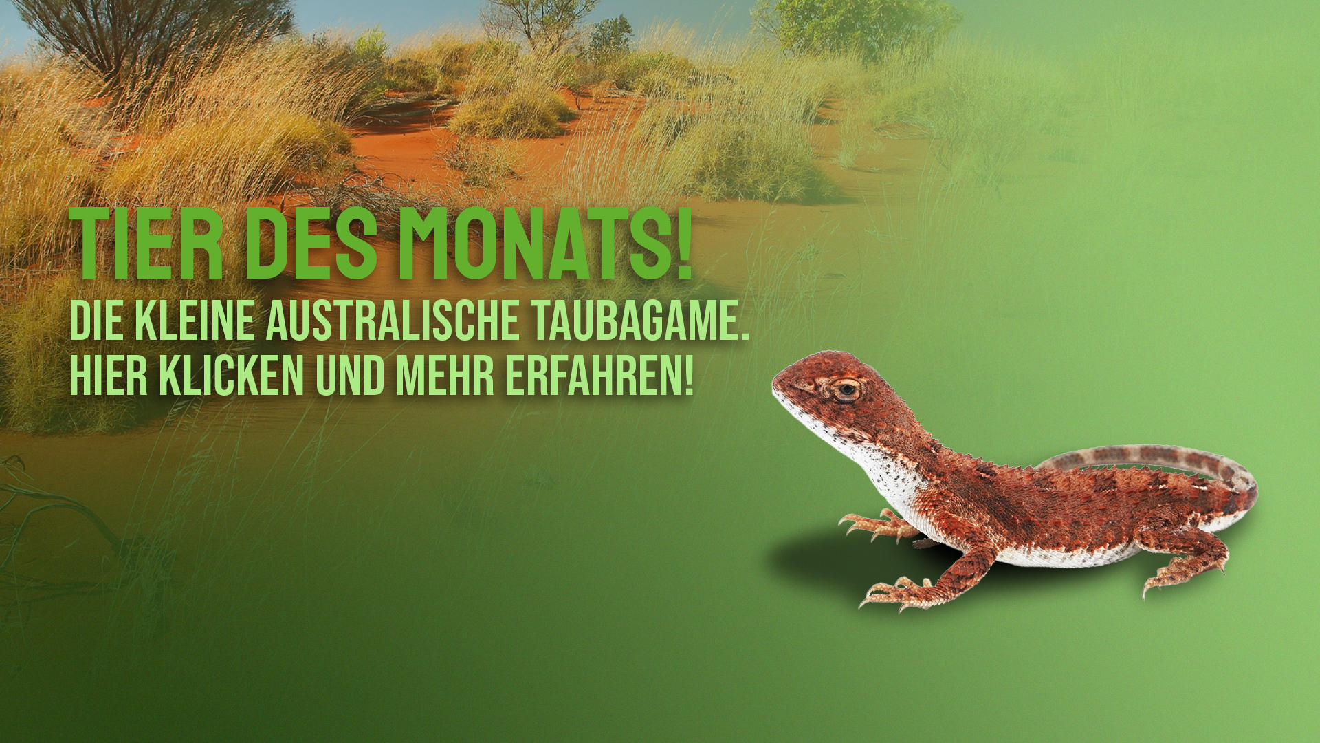 Tier des Monats Januar – Die zentralaustralische Taubagame  (Tympanocryptis centralis)
