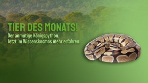 Tier des Monats Februar- Der Königspython (Python regius)