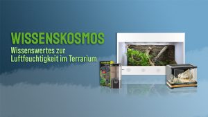 Die optimale Luftfeuchtigkeit im Terrarium – ein Ratgeber