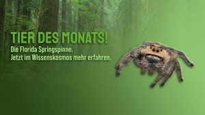 Tier des Monats März- Die Königsspringspinne (Phidippus regius)