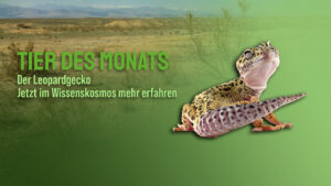 Tier des Monats Juni – Der Leopardgecko (Eublepharis macularius)