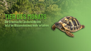 Tier des Monats April