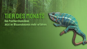 Das Pantherchamäleon (Furcifer pardalis)