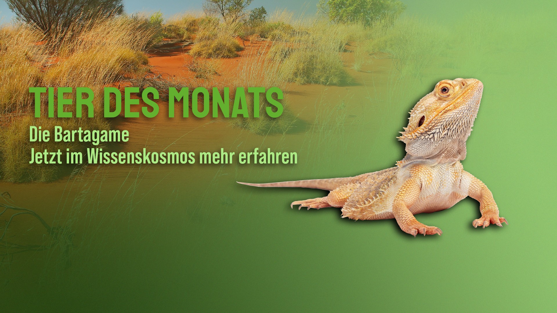 Die Bartagame (Pogona vitticeps)