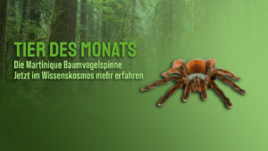 Tier des Monats September – Die Martinique Baumvogelspinne (Caribena versicolor)