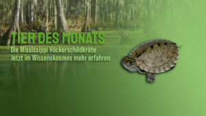 Tier des Monats Oktober – Die Mississippi-Höckerschildkröte (Graptemys pseudogeographica kohnii)